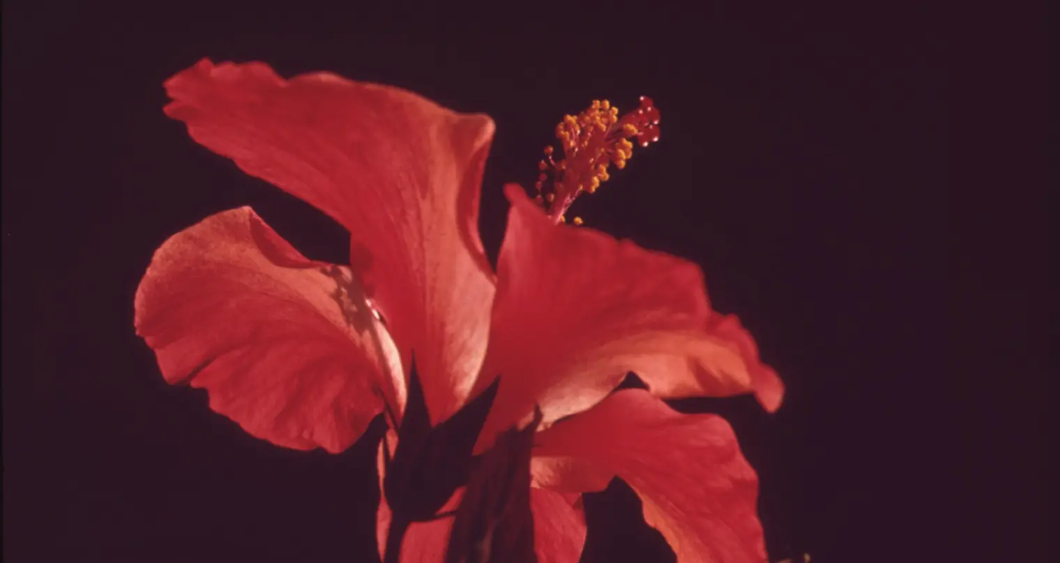 Fotografi close-up bunga merah.